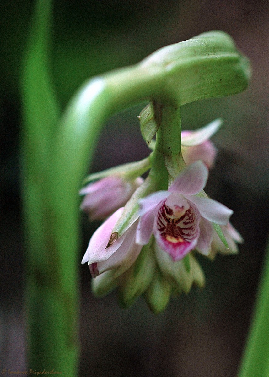 Geodorum densiflorum (Lam.) Schltr.